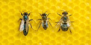 La colonie d’abeilles