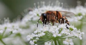 Qu’est-ce qu’une abeille sauvage ?