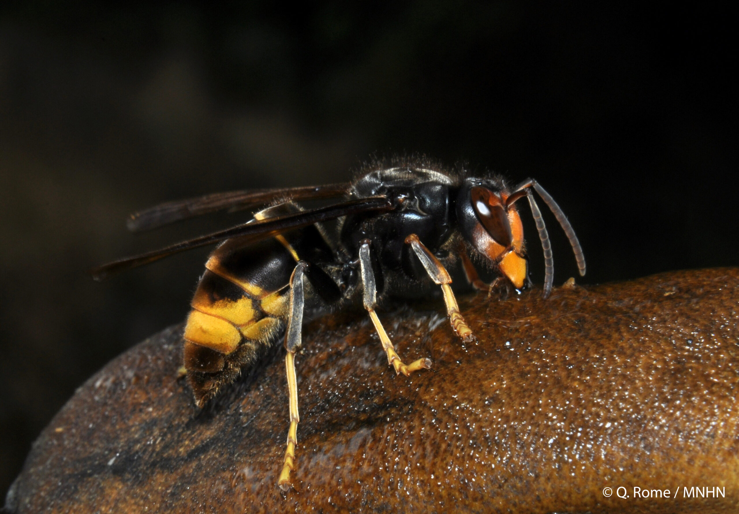 Le frelon asiatique : observer les ruches et signaler les suspicions