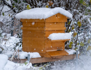 Les pertes hivernales de colonies d&rsquo;abeilles se situent dans la moyenne des années précédentes, avec 15 %.