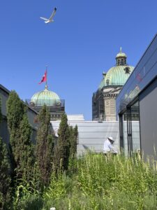 Victoire pour les abeilles au Palais fédéral ! 