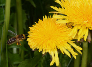 Aucune intoxication d’abeilles confirmée en 2024